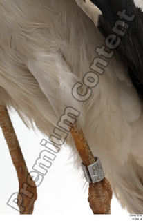 Black stork leg 0030.jpg